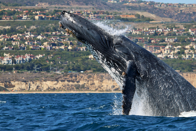 Newport Beach : L'ultime aventure d'observation des baleines