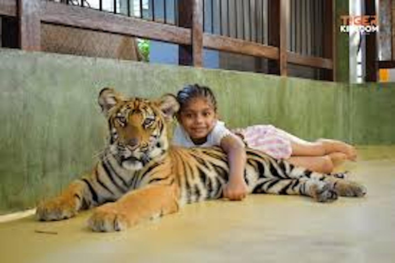 Phuket: Educational Tiger Conservation Tour with Transfers Smallest Tiger