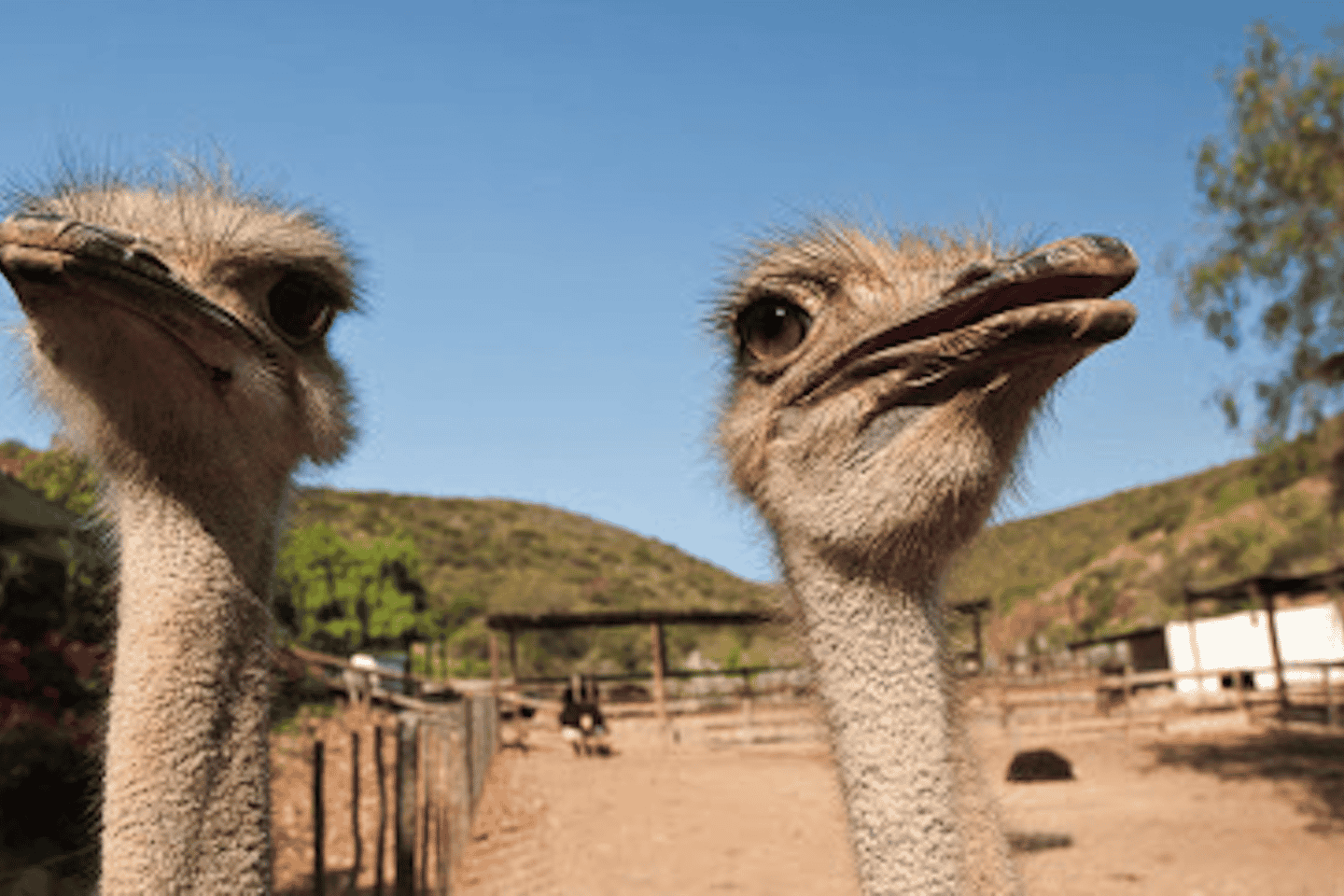 south africa is famous for | ostrich