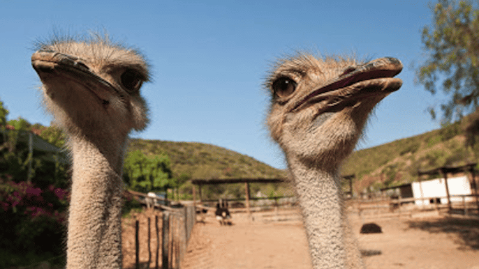 oudtshoorn tour guiado fazenda de avestruzes