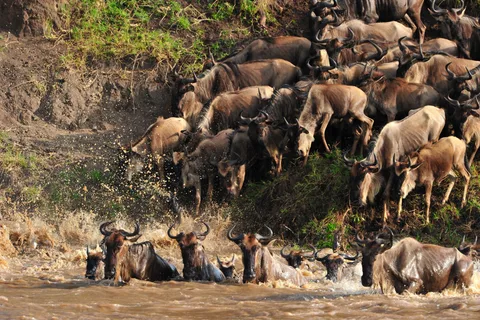 3days Masai Mara Lodge Safari with a 4x4 Land Cruiser Jeep