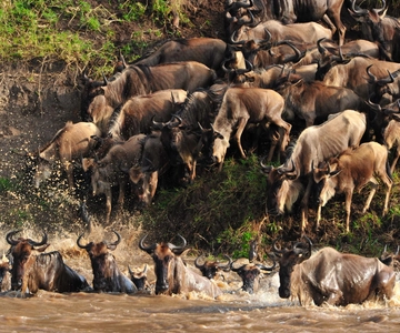 Safari di 3 giorni nel Masai Mara Lodge con una jeep 4x4 Land Cruiser