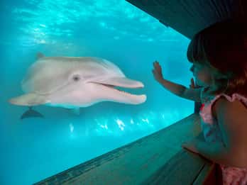 Clearwater Marine Aquarium: Eintrittskarte Clearwater Marine Aquarium: Eintrittskarte