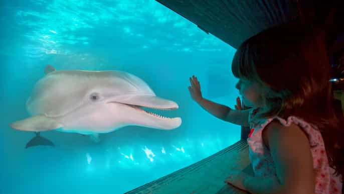 clearwater marine aquarium general admission