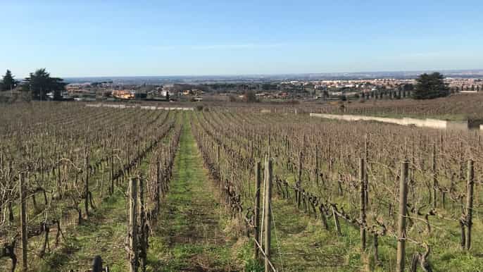 roma visita a los viñedos en minibús con cena junto al lago