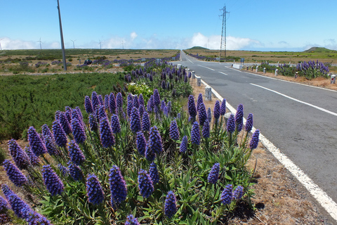 Madeira: Full-Day Private Jeep Tour (East or West)