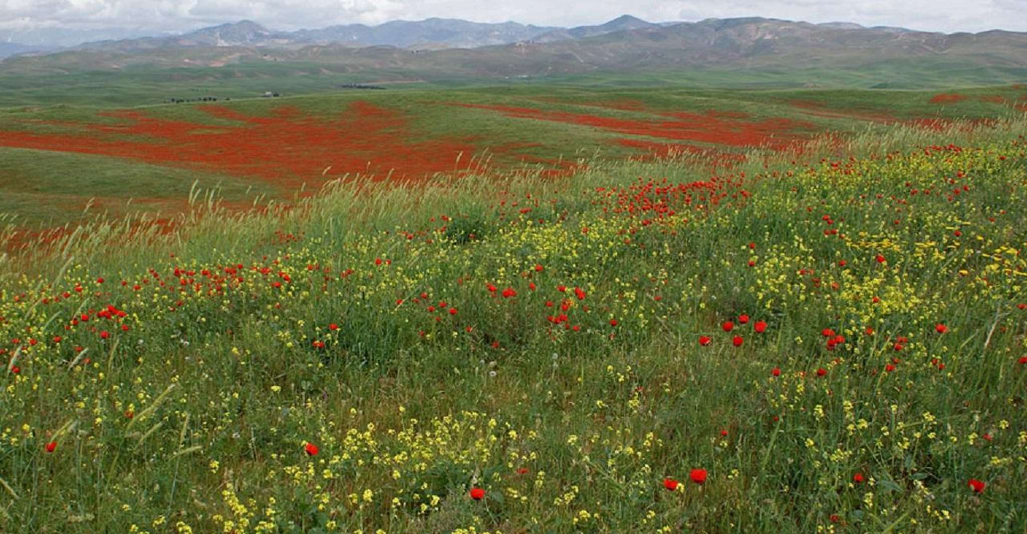 Windows Desktop Theme - Poppy Fields from Tashkent - Housity