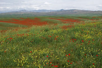 Thème Windows Desktop - Poppy Fields de Tashkent - Housity