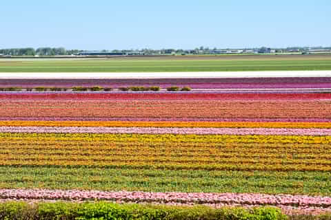 Amsterdam: Keukenhof & Zaanse Schans + 1 Free Attraction