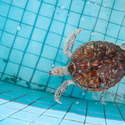 Bali: Sanur Highlights & Turtle Conservation Tour with Lunch