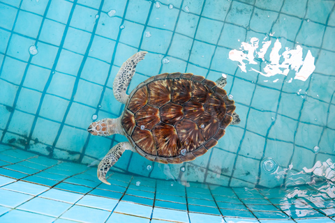 Bali: Sanur Highlights & Turtle Conservation Tour with Lunch Small Group Tour with Hotel Transfer in Bali