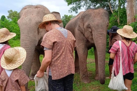 Phuket : Journée entière de marche avec l'éléphant éthique Tour interactif