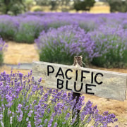 From Penneshaw: Kangaroo Island Shore Excursion Tasting Tour
