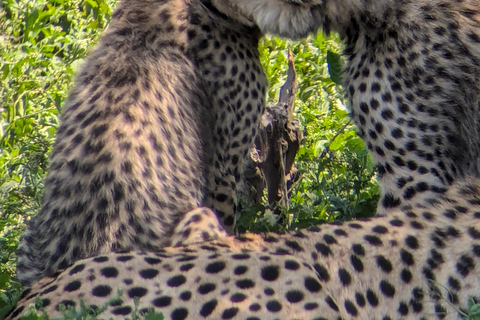 Arusha: 4 giorni di safari nel Serengeti e nel cratere del NgorongoroSafari privato