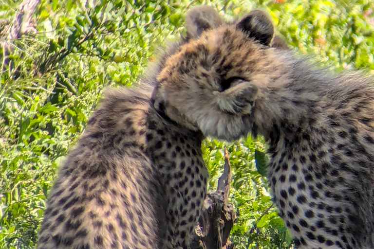 Arusha: 4 giorni di safari nel Serengeti e nel cratere del NgorongoroSafari privato