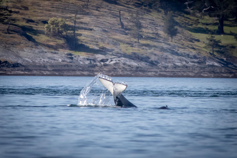 British Columbia: Whale Watching Öko-Abenteuertour