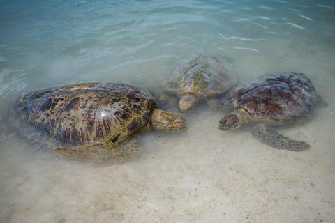 Port Vila: Blue Lagoon, Eden on the River & Turtle Tour