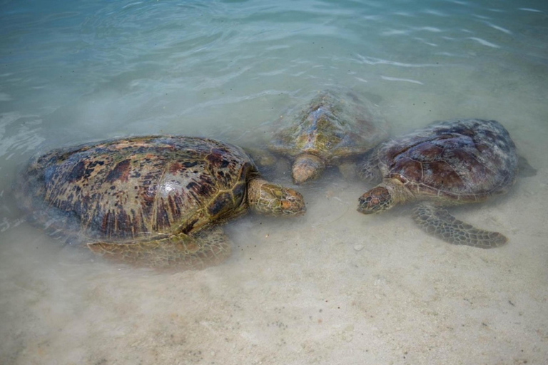 Port Vila: Blue Lagoon, Eden on the River & Turtle Tour