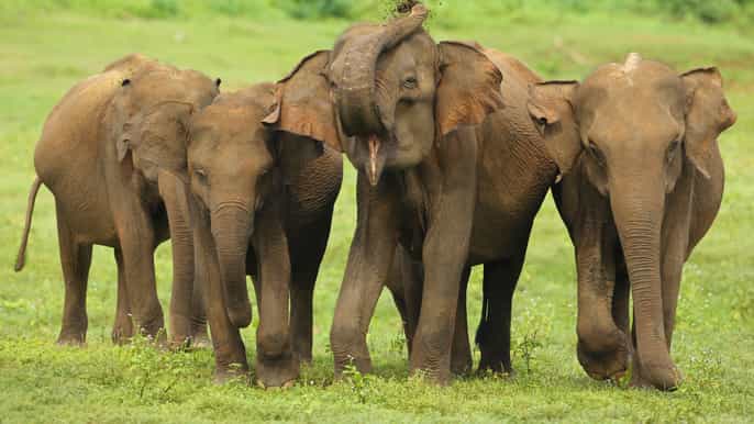 from colombo udawalawa national park wildlife safari