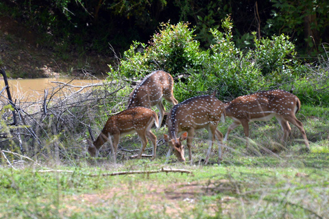 Wilpattu National Park Safari Tour from Colombo
