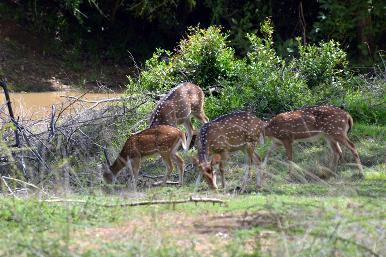 Wilpattu National Park Safari Tour from Colombo
