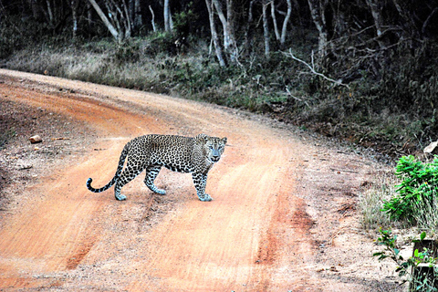 Wilpattu National Park Safari Tour from Colombo