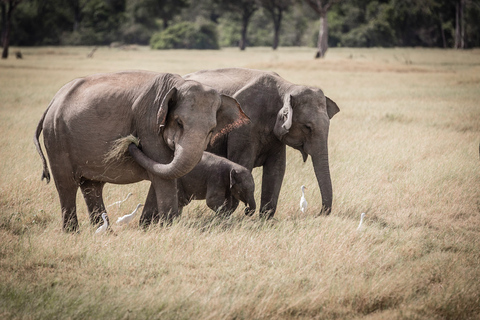 Sigiriya Dambulla & Minneriya Safari with Pickup/Drop