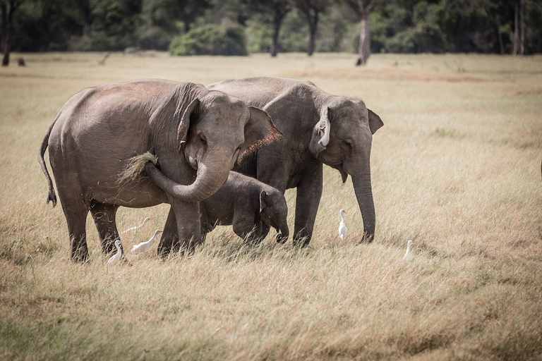 Sigiriya Dambulla &amp; Minneriya Safari with Pickup/Drop