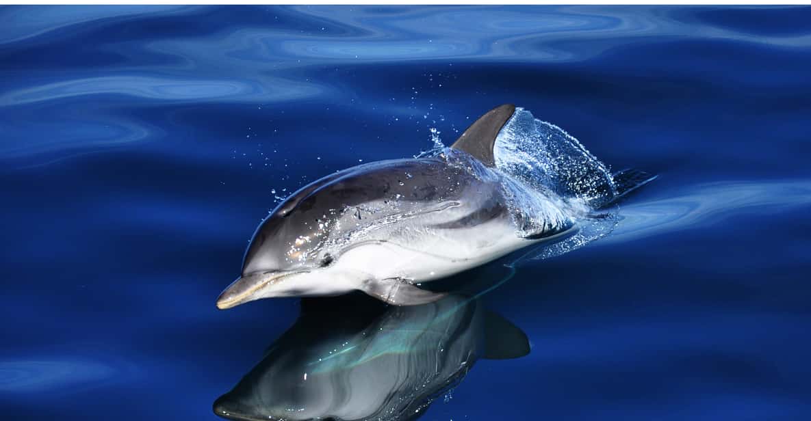 Gibraltar Cable Car & Dolphin Watch