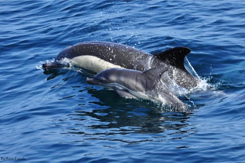 Gibraltar : dauphins et téléphérique (combo coupe-file)