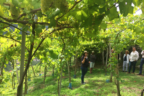 Ab Funchal oder Caniço: Natur- & Weintour im Geländewagen