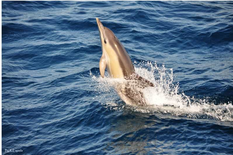 Gibraltar: Dolphin Watching Tour | GetYourGuide