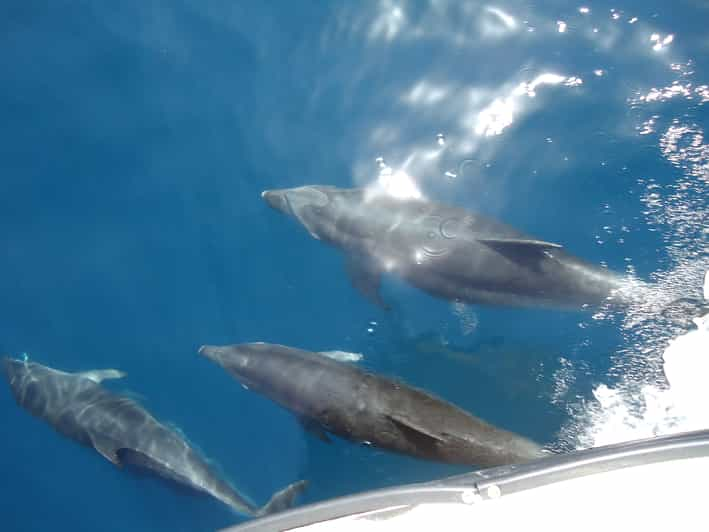 Gibraltar: Dolphin Watching Tour | GetYourGuide