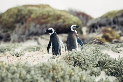 Le Cap : visite d'une journée de Cape Point et de la colonie de pingouins