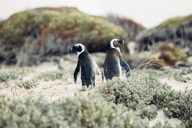 Visit Cape Peninsula and Penguin Colony Full Day Shared Tour in Prague, Czechia