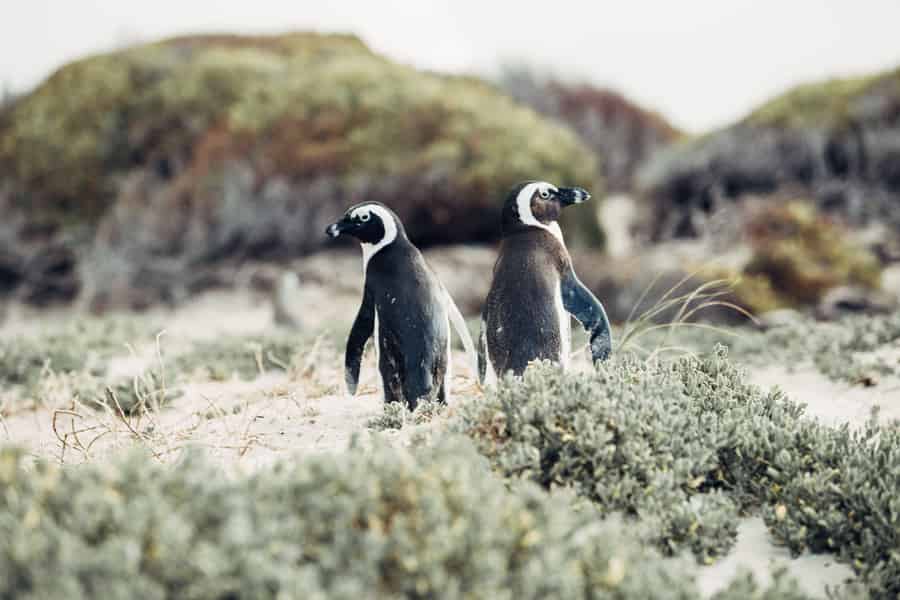Kap-Halbinsel und Pinguin-Kolonie – Tagestour. Foto: GetYourGuide
