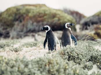 Kap-Halbinsel und Pinguin-Kolonie - Tagestour Kap-Halbinsel und Pinguin-Kolonie - Tagestour