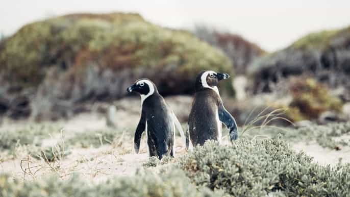 excursão de 1 dia à península do cabo e colônia de pinguins