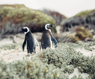 Cape Town: Cape Point and Penguin Colony Full Day Tour