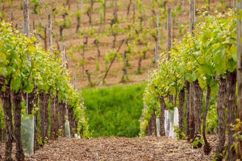 De Estrasburgo: Excursão de Meio Dia Vinhos da Alsácia