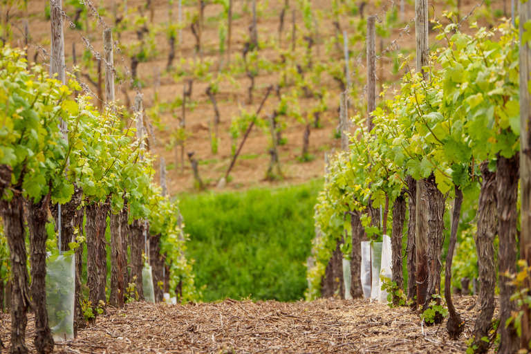 Ab Straßburg: Halbtägige Weintour ins Elsass