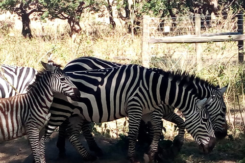 Excursão de um dia ao Parque Nacional do Lago Nakuru saindo de Nairóbi