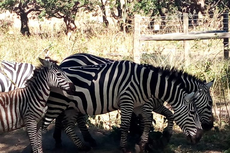 Excursão de um dia ao Parque Nacional do Lago Nakuru saindo de Nairóbi