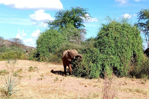 Excursão de um dia ao Parque Nacional do Lago Nakuru saindo de Nairóbi