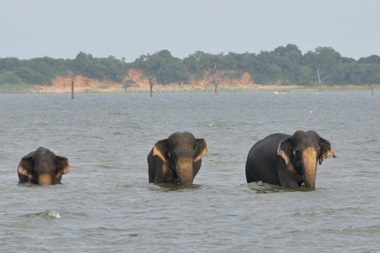 Z Negombo: Park Narodowy Udawalawa Wildlife Safari