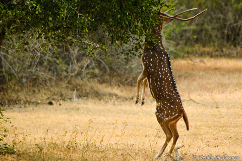 Privé Yala National Park Safari Dagvullende tour met lunchPrivé Yala National Park safari hele dag met lunch