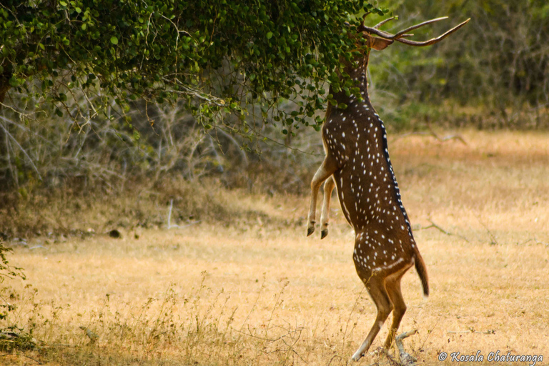 Privé Yala National Park Safari Dagvullende tour met lunchPrivé Yala National Park safari hele dag met lunch