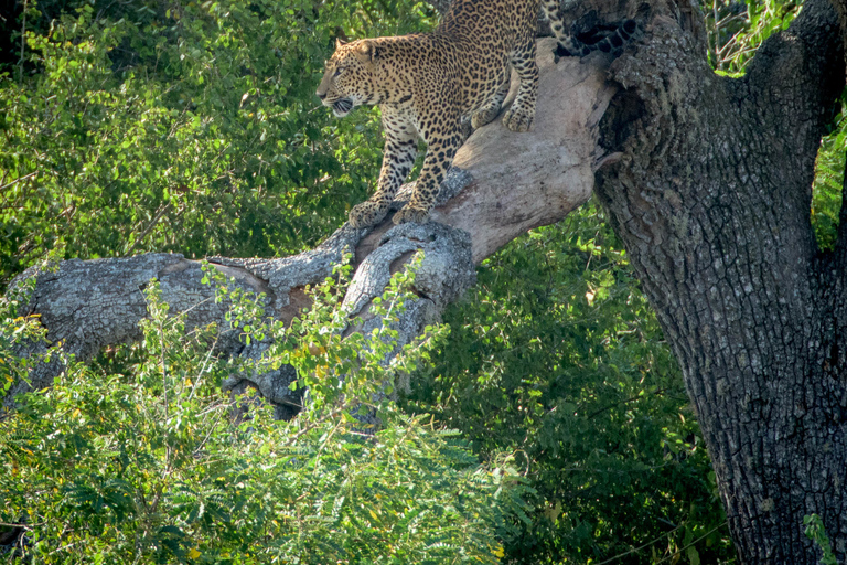 Von Colombo aus: Yala National Park Safari TourAb Colombo: Safari-Tagestour zum Yala-Nationalpark