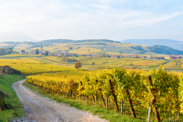 Ab Straßburg: Tagestour im Zeichen des Weins mit VerkostungAb Straßburg: Ganztägige Weintour & Verkostungen im Elsass