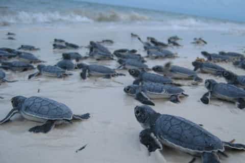 From Negombo: Bentota Full-Day Tour